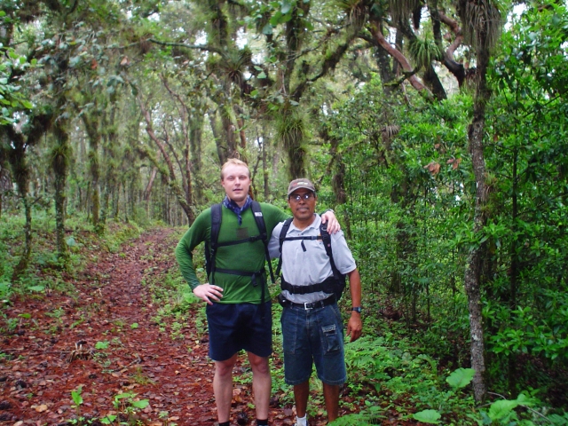 Senderos en el bosque